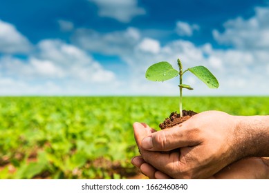 Agriculture - Hands holding a green young plant and a handful of the earth in sunlight, blurred green background. Ecology, life, earth day concept. - agribusiness. - Shutterstock ID 1662460840