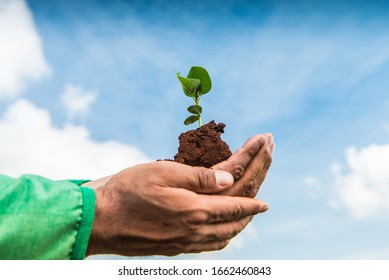 Agriculture - Hands holding a green young plant and a handful of the earth in sunlight, blurred green background. Ecology, life, earth day concept. - agribusiness. - Shutterstock ID 1662460843
