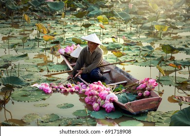 Agriculture is harvesting lotus in the swamp. It is an Asian way of life, such as Thailand, Laos and Vietnam.