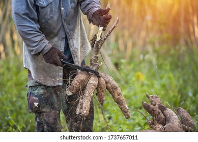 Agriculture is harvesting tapioca from cassava farms. Large cassava roots. Harvest or dig Root. Cassava planting area of ​​Thai farmers in rural areas. 