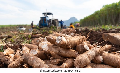 Agriculture is harvesting tapioca from cassava farms. Farmers are harvesting cassava, which is an agricultural product. Cassava, a cash crop for the food industry