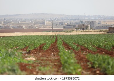 Agriculture In The Idlib Region, Northern Syria