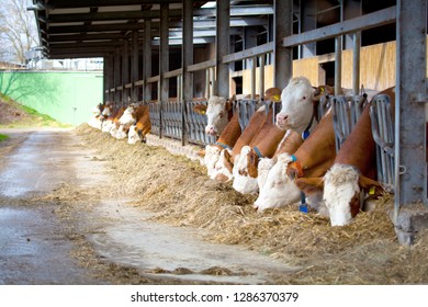 Agriculture industry, farming and animal husbandry concept - herd of cows eating hay in cowshed on dairy farm - Shutterstock ID 1286370379