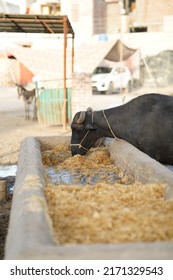 agriculture industry, farming and animal husbandry concept - cow is eating hay in cowshed on dairy farm