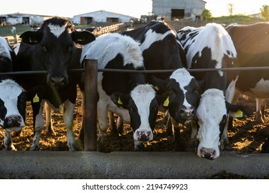 Agriculture Industry. Farming And Animal Husbandry Concept. Herd Of Cows Eating Hay In Cowshed On Dairy Farm. Sunset.