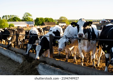 Agriculture Industry. Farming And Animal Husbandry Concept. Herd Of Cows Eating Hay In Cowshed On Dairy Farm. Sunset.