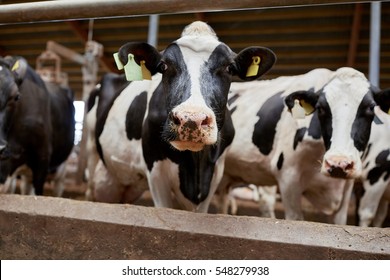 乳牛图片 库存照片和矢量图 Shutterstock