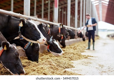 Agriculture Industry, Farming And Animal Husbandry Concept - Herd Of Cows Eating Hay And Man In Cowshed On Dairy Farm