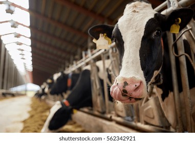 agriculture industry, farming and animal husbandry concept - herd of cows eating hay in cowshed on dairy farm - Shutterstock ID 562342921