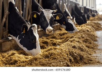 agriculture industry, farming and animal husbandry concept - herd of cows eating hay in cowshed on dairy farm