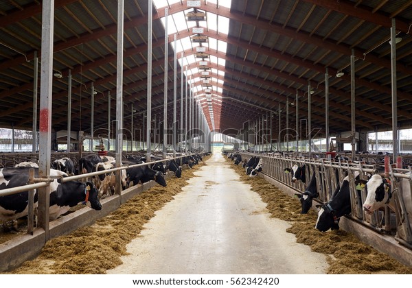 Agriculture Industry Farming Animal Husbandry Concept Stock Photo (Edit ...