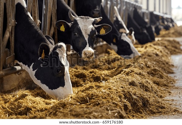 agriculture industry,\
farming and animal husbandry concept - herd of cows eating hay in\
cowshed on dairy\
farm