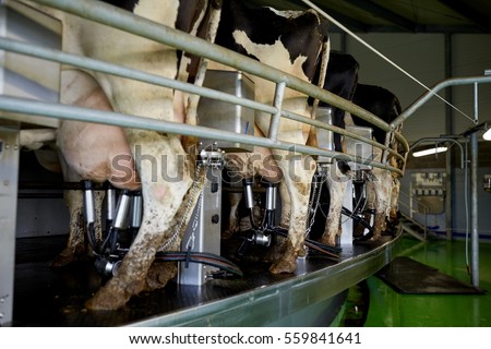 agriculture industry, farming, milking and animal husbandry concept - cows udder with machine at rotary parlour system of dairy farm