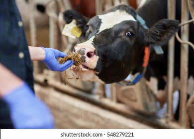 Agriculture Industry, Farming, People And Animal Husbandry Concept - Close Up Of Man Or Farmer Feeding Cow With Hay In Cowshed On Dairy Farm