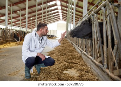 Agriculture Industry, Farming, People And Animal Husbandry Concept - Veterinarian Or Doctor Communicating With Cows In Cowshed On Dairy Farm