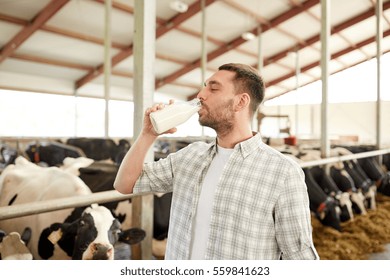 Agriculture Industry, Farming, People And Animal Husbandry Concept - Happy Young Man Or Farmer Drinking Cows Milk From Bottle In Cowshed On Dairy Farm