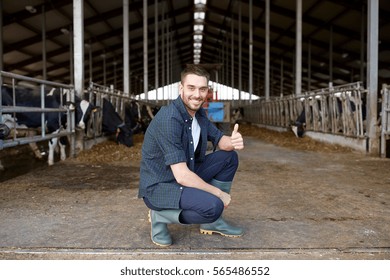 Agriculture Industry, Farming, People And Animal Husbandry Concept - Happy Smiling Young Man Or Farmer With Herd Of Cows In Cowshed On Dairy Farm Showing Thumbs Up Hand Sign