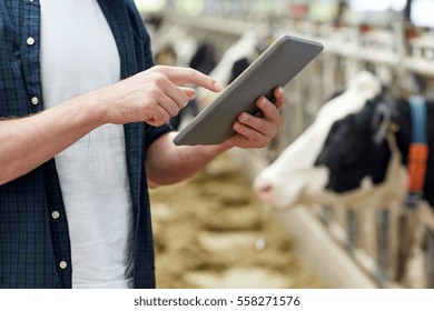 agriculture industry, farming, people, technology and animal husbandry concept - man or farmer with tablet pc computer and cows in cowshed on dairy farm