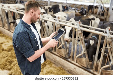 Agriculture Industry, Farming, People, Technology And Animal Husbandry Concept - Young Man Or Farmer With Tablet Pc Computer And Cows In Cowshed On Dairy Farm