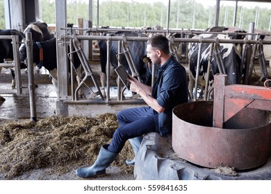 Agriculture Industry, Farming, People, Technology And Animal Husbandry Concept - Young Man Or Farmer With Tablet Pc Computer And Cows In Cowshed On Dairy Farm