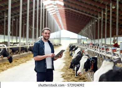 Agriculture Industry, Farming, People, Technology And Animal Husbandry Concept - Young Man Or Farmer With Tablet Pc Computer And Cows In Cowshed On Dairy Farm