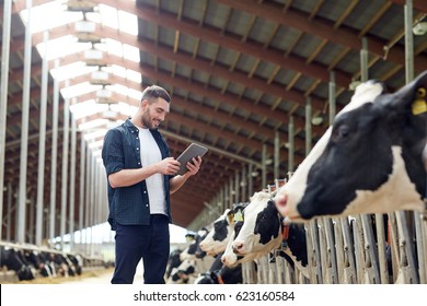 Agriculture Industry, Farming, People, Technology And Animal Husbandry Concept - Young Man Or Farmer With Tablet Pc Computer And Cows In Cowshed On Dairy Farm