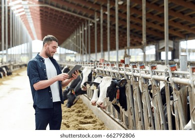 Agriculture Industry, Farming, People, Technology And Animal Husbandry Concept - Young Man Or Farmer With Tablet Pc Computer And Cows In Cowshed On Dairy Farm