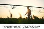agriculture irrigation. silhouette farmer with a tablet walks through field with corn and a plant for irrigating the field with water. irrigation business agriculture concept. irrigation corn