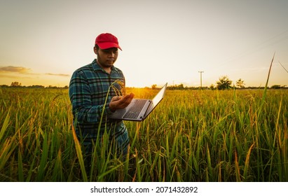 Agriculture management, Hand holding notebook computer with smart technology. asian male farmer working in rice farm to collect data study.Innovation technology for smart farm system concept, - Powered by Shutterstock