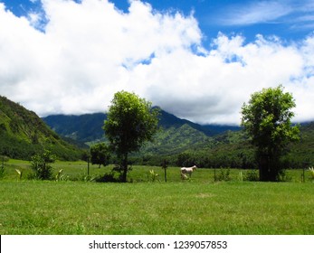 Agriculture Nature On Kauai Stock Photo 1239057853 | Shutterstock