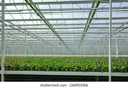 191 Bok Choy Growing Greenhouse Images, Stock Photos & Vectors 