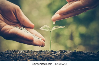 Landwirtschaft / pflegende Babypflanze / Naturschutz / Pflanzbaum