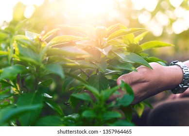 Agriculture and object concept:Close up young gardener hand holding branches a leafy vegetable in plantation on sunset background. Thai holi basil is many useful product in organic medicinal and food.