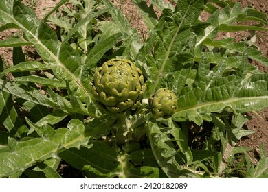 Agriculture. Organic goods. Top view of artichoke plant, Cynara cardunculus, edible raw fruit and green leaves.