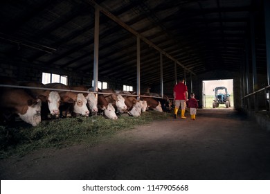 Agriculture, People And The Concept Of Livestock - A Man Or A Farmer With His Son Walking Along The Cowshed And Cows On A Dairy Farm.