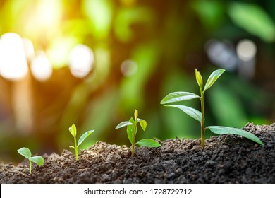 Agriculture and plant grow sequence with morning sunlight and dark green blur background. Germinating seedling grow step sprout growing from seed. Nature ecology and growth concept with copy space. - Shutterstock ID 1728729712