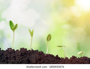 Agriculture And Plant Grow Sequence With Morning Sunlight