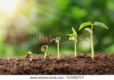 agriculture plant seeding growing step concept in garden and sunlight