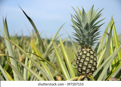 30,667 Pineapple harvesting Images, Stock Photos & Vectors | Shutterstock