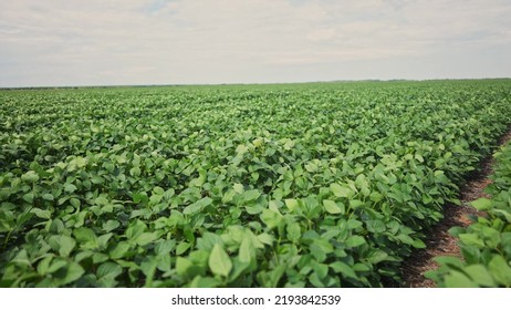 Agriculture. Plantation A Soybean Field Green Bean Plants Close-up. Business Farming Concept. Soybean Cultivation, Vegetables, Plant Care. Movement For A Green Soybean Field Lifestyle. Bio Farm