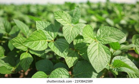 Agriculture. Plantation A Soybean Field Green Bean Plants Close-up. Business Farming Concept. Soybean Cultivation, Vegetables Lifestyle, Plant Care. Movement For A Green Soybean Field. Bio Farm