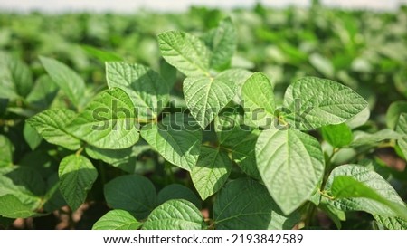 Agriculture. plantation a soybean field green bean plants close-up. business farming concept. soybean cultivation, vegetables lifestyle, plant care. movement for a green soybean field. bio farm