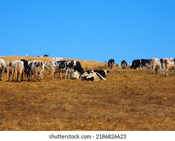 The Agriculture Of Point Reyes California