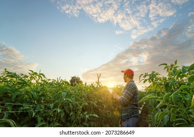 Agriculture Production Concept.Agronomist Inspecting Tomato Crops Growing In The Farm Field. Young Merfarmer Examines Tomato Crop Agriculture Technology Farmer Man Using Tablet Computer Analysis Data