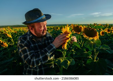 Agriculture Quality Control. Senior Farmer Monitoring Harvest Growth Progress Data Collection And Analyzing. Male Farmer Agronomist Check The Quality Of Sunflower Crop In Field. Copy Space