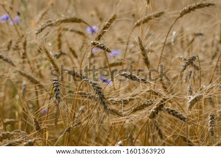 Similar – Kornblumen in einem Weizenfeld