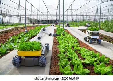 Agriculture Robotic And Autonomous Car Working In Smart Farm, Future 5G Technology With Smart Agriculture Farming Concept