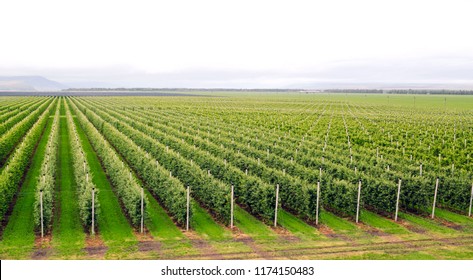 Agriculture. Rows Of Apple Trees Grow.