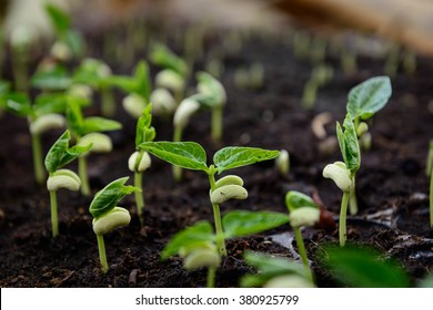 Agriculture, Seeding, Plant Seed Growing