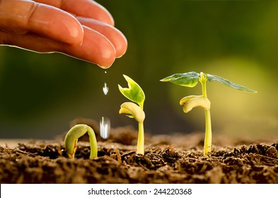 Agriculture and Seedling concept by Male hand watering young tree over green background - Shutterstock ID 244220368